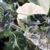 Alocasia Black Velvet Pink Variegated - D