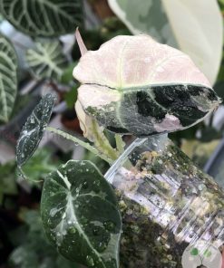 IMG_7988 Alocasia Black Velvet Pink Variegated - D