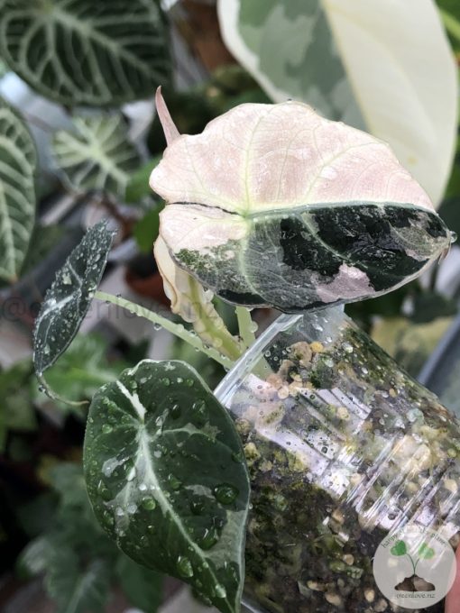 Alocasia Black Velvet Pink Variegated - D