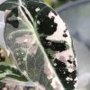 Alocasia Black Velvet Pink Variegated with corm