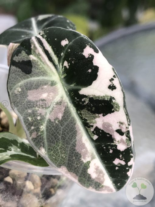 Alocasia Black Velvet Pink Variegated with corm