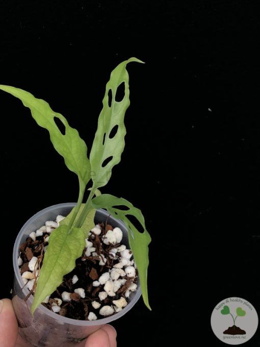 Monstera Obliqua Peru