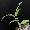 Monstera Obliqua Peru