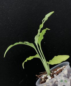 Monstera Obliqua Peru