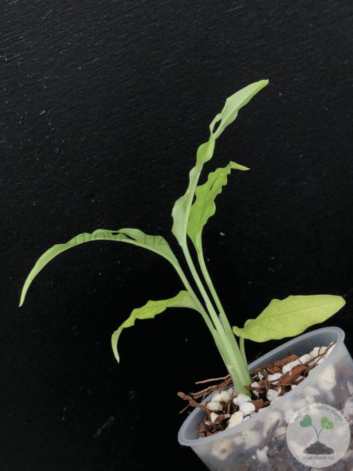 Monstera Obliqua Peru