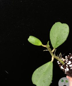 Hoya Kerrii