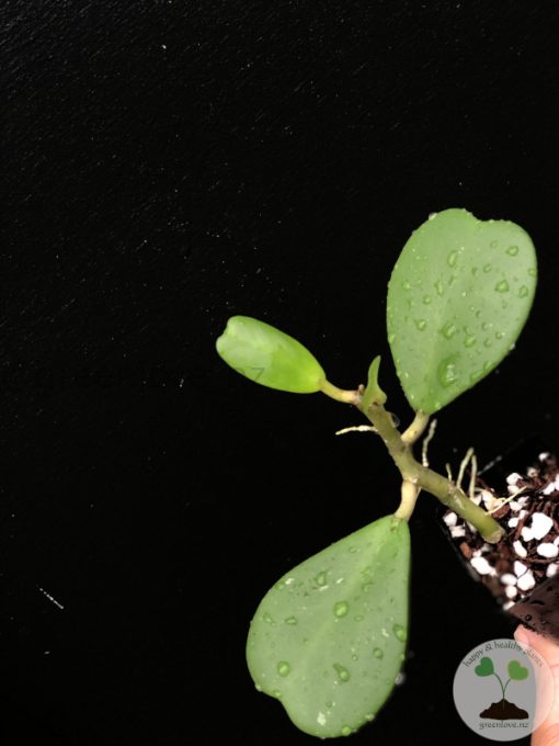Hoya Kerrii