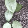 Hoya verticillata Silver Heart - A