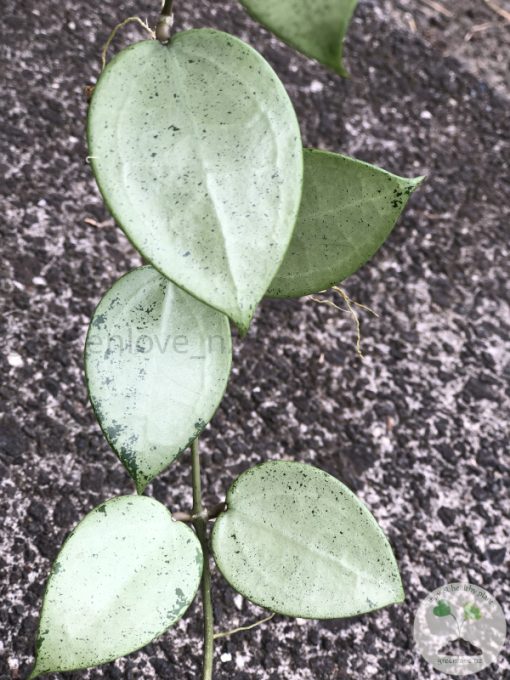 Hoya verticillata Silver Heart - A