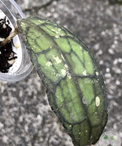 Hoya clemensiorum Splash
