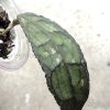 Hoya clemensiorum Splash