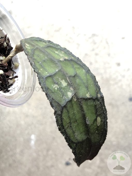 Hoya clemensiorum Splash