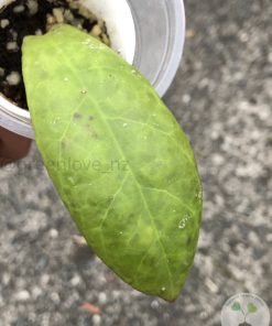 Hoya mitrata
