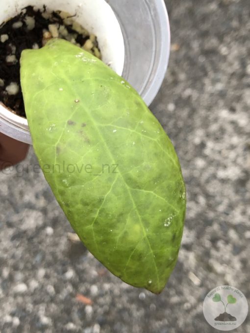 Hoya mitrata