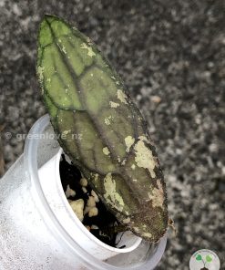 Hoya clemensiorum Splash