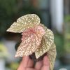 Begonia Snow Capped Variegated