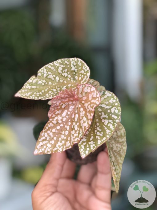 Begonia Snow Capped Variegated