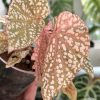 Begonia Snow Capped Variegated
