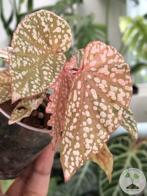Begonia Snow Capped Variegated
