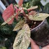 Begonia Snow Capped Variegated