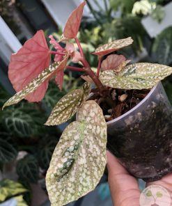 IMG_8267 Begonia Snow Capped Variegated