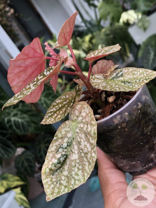Begonia Snow Capped Variegated
