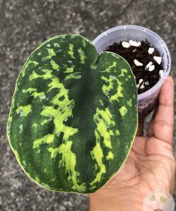 Highly Rare Scindapsus 'Macan'