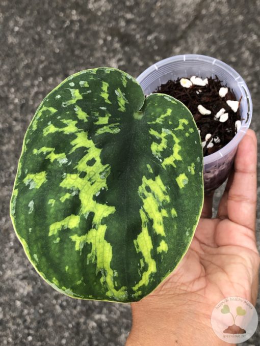 Highly Rare Scindapsus 'Macan'