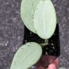 Hoya verticillata Silver Heart