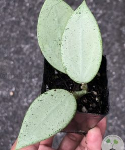 Hoya verticillata Silver Heart