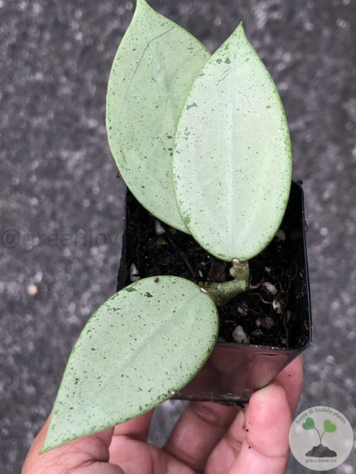 Hoya verticillata Silver Heart