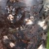 Rare Scindapsus Exotica 'Green Emerald'