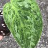 Rare Scindapsus Exotica 'Green Emerald'