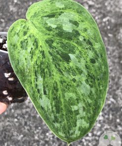 Rare Scindapsus Exotica 'Green Emerald'