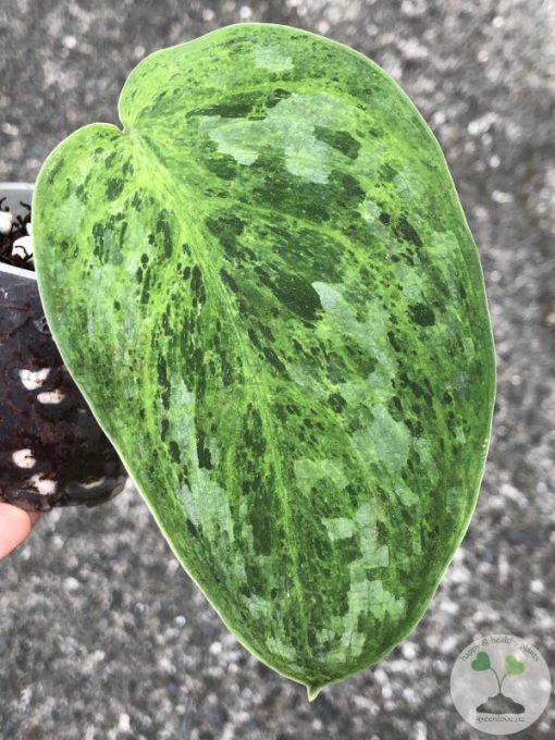 Rare Scindapsus Exotica 'Green Emerald'