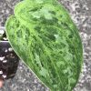 Rare Scindapsus Exotica 'Green Emerald'