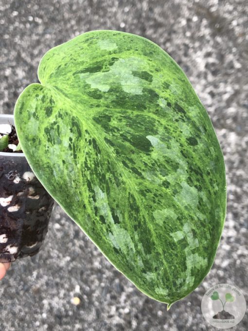 Rare Scindapsus Exotica 'Green Emerald'