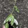 Hoya Lima splash