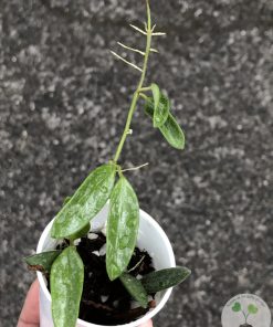 Hoya Lima splash