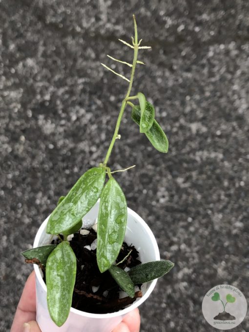Hoya Lima splash