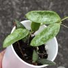 Hoya Lima splash