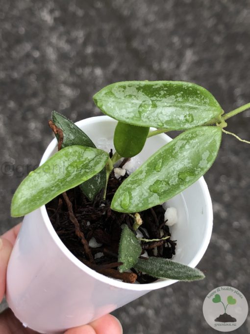 Hoya Lima splash