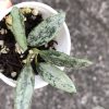 Rare Hoya Lima silver - E