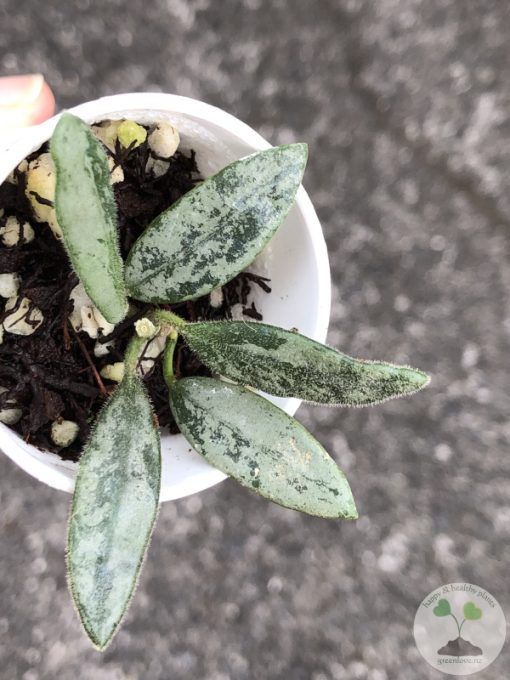 Rare Hoya Lima silver - E