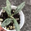 Rare Hoya Lima silver - E