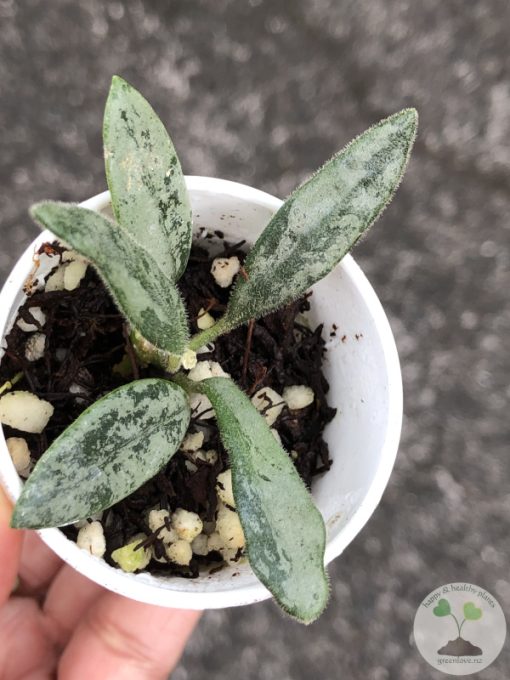 Rare Hoya Lima silver - E