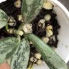 Rare Hoya Lima silver - E