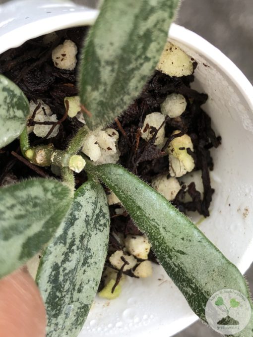 Rare Hoya Lima silver - E