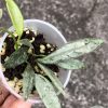 Rare Hoya Lima silver - B