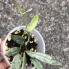 Rare Hoya Lima silver - B